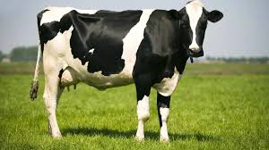 Integrating Biochemical and Liver Ultrasonographic Monitoring in Transition Dairy Cows: Practical Field Insights